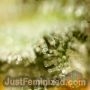 Purple Maroc by Just Feminized THC Content Potency Strength CBD Height Yield Flowering Time Indica Sativa Genetics