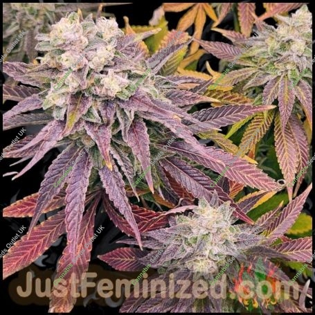 Purple Punch Auto Marijuana Strain by Just Feminized For Sale Online at Cannabis Seeds Outlet