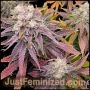 Purple Punch Auto Marijuana Strain by Just Feminized For Sale Online at Cannabis Seeds Outlet