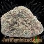 Just Feminized Purple Punch Auto Smoke Buds Weed Ganja Skunk Dope Pot Images Pics Nuggets