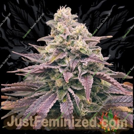 Purple Punch Marijuana Strain by Just Feminized For Sale Online at Cannabis Seeds Outlet