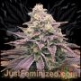 Purple Punch Marijuana Strain by Just Feminized For Sale Online at Cannabis Seeds Outlet