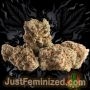 Just Feminized Purple Punch Smoke Buds Weed Ganja Skunk Dope Pot Images Pics Nuggets