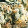 Purple Punch by Just Feminized THC Content Potency Strength CBD Height Yield Flowering Time Indica Sativa Genetics