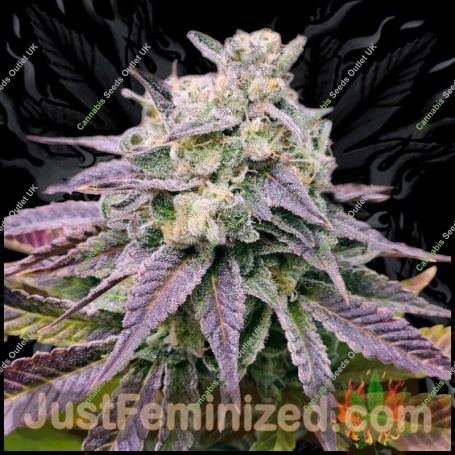 Purple Punch Fast V Marijuana Strain by Just Feminized For Sale Online at Cannabis Seeds Outlet
