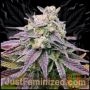 Purple Punch Fast V Marijuana Strain by Just Feminized For Sale Online at Cannabis Seeds Outlet