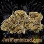 Just Feminized Purple Punch Fast V Smoke Buds Weed Ganja Skunk Dope Pot Images Pics Nuggets