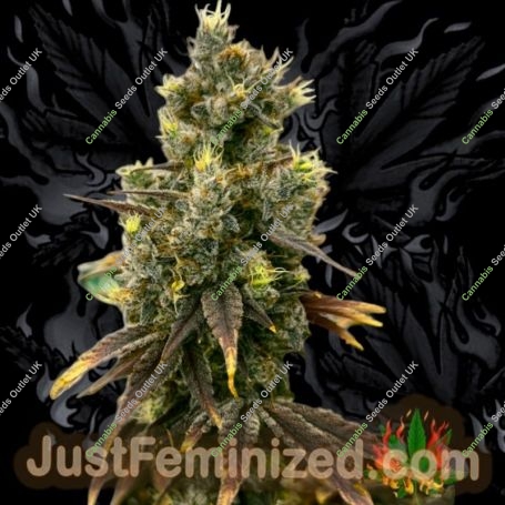 Rainbow Oreoz Marijuana Strain by Just Feminized For Sale Online at Cannabis Seeds Outlet