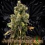 Rainbow Oreoz Marijuana Strain by Just Feminized For Sale Online at Cannabis Seeds Outlet