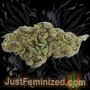 Just Feminized Rainbow Oreoz Smoke Buds Weed Ganja Skunk Dope Pot Images Pics Nuggets