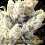 Rainbow Oreoz by Just Feminized THC Content Potency Strength CBD Height Yield Flowering Time Indica Sativa Genetics