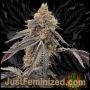 RS11 Rainbow Sherbet Auto Marijuana Strain by Just Feminized For Sale Online at Cannabis Seeds Outlet