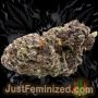 Just Feminized RS11 Rainbow Sherbet Auto Smoke Buds Weed Ganja Skunk Dope Pot Images Pics Nuggets