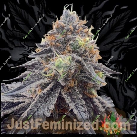 RS11 Rainbow Sherbet Marijuana Strain by Just Feminized For Sale Online at Cannabis Seeds Outlet