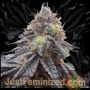 RS11 Rainbow Sherbet Marijuana Strain by Just Feminized For Sale Online at Cannabis Seeds Outlet