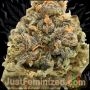 Just Feminized RS11 Rainbow Sherbet Smoke Buds Weed Ganja Skunk Dope Pot Images Pics Nuggets