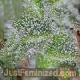 RS11 Rainbow Sherbet by Just Feminized THC Content Potency Strength CBD Height Yield Flowering Time Indica Sativa Genetics