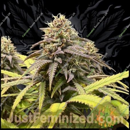 Runtz Auto Marijuana Strain by Just Feminized For Sale Online at Cannabis Seeds Outlet