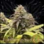 Runtz Auto Marijuana Strain by Just Feminized For Sale Online at Cannabis Seeds Outlet