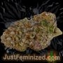 Just Feminized Runtz Auto Smoke Buds Weed Ganja Skunk Dope Pot Images Pics Nuggets