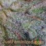 Runtz Auto by Just Feminized THC Content Potency Strength CBD Height Yield Flowering Time Indica Sativa Genetics