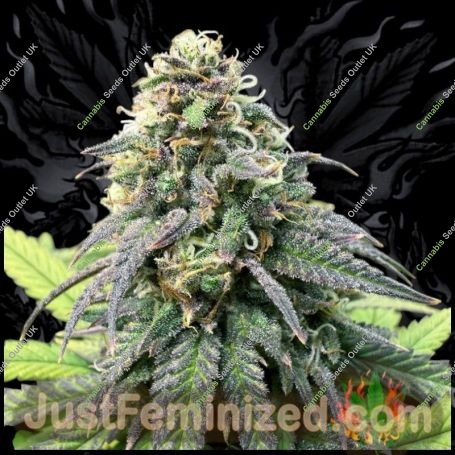 Runtz Marijuana Strain by Just Feminized For Sale Online at Cannabis Seeds Outlet