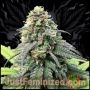 Runtz Marijuana Strain by Just Feminized For Sale Online at Cannabis Seeds Outlet