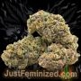 Just Feminized Runtz Smoke Buds Weed Ganja Skunk Dope Pot Images Pics Nuggets