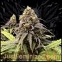 Runtz Fast V Marijuana Strain by Just Feminized For Sale Online at Cannabis Seeds Outlet
