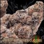 Just Feminized Runtz Fast V Smoke Buds Weed Ganja Skunk Dope Pot Images Pics Nuggets