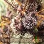 Runtz Fast V by Just Feminized THC Content Potency Strength CBD Height Yield Flowering Time Indica Sativa Genetics