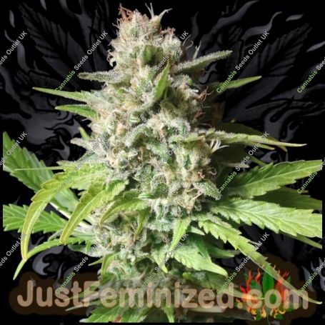 Russian Marijuana Strain by Just Feminized For Sale Online at Cannabis Seeds Outlet