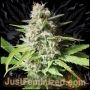 Russian Marijuana Strain by Just Feminized For Sale Online at Cannabis Seeds Outlet