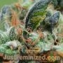 Russian by Just Feminized THC Content Potency Strength CBD Height Yield Flowering Time Indica Sativa Genetics