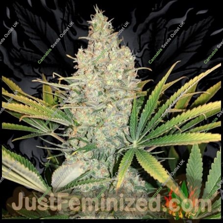 Russian Marijuana Strain by Just Feminized For Sale Online at Cannabis Seeds Outlet