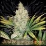 Russian Marijuana Strain by Just Feminized For Sale Online at Cannabis Seeds Outlet