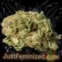 Just Feminized Russian Smoke Buds Weed Ganja Skunk Dope Pot Images Pics Nuggets