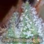 Russian by Just Feminized THC Content Potency Strength CBD Height Yield Flowering Time Indica Sativa Genetics