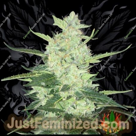 Russian Marijuana Strain by Just Feminized For Sale Online at Cannabis Seeds Outlet