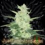Russian Marijuana Strain by Just Feminized For Sale Online at Cannabis Seeds Outlet