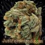 Just Feminized Russian Smoke Buds Weed Ganja Skunk Dope Pot Images Pics Nuggets