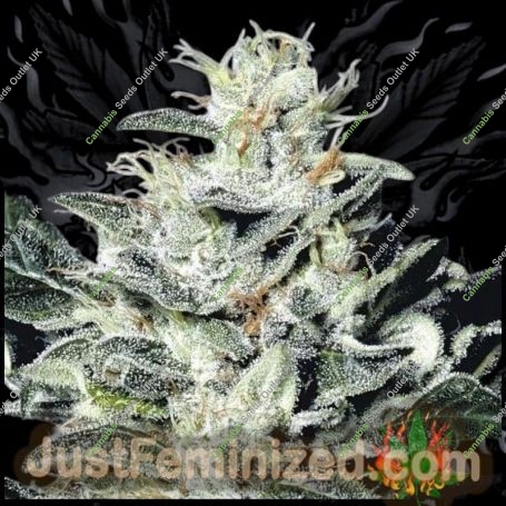Sensi Star Marijuana Strain by Just Feminized For Sale Online at Cannabis Seeds Outlet