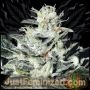 Sensi Star Marijuana Strain by Just Feminized For Sale Online at Cannabis Seeds Outlet