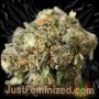 Just Feminized Sensi Star Smoke Buds Weed Ganja Skunk Dope Pot Images Pics Nuggets