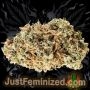 Just Feminized Seventh Heaven Smoke Buds Weed Ganja Skunk Dope Pot Images Pics Nuggets