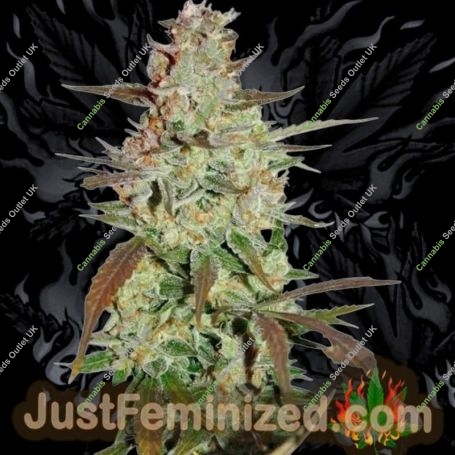 Shiskaberry Auto Marijuana Strain by Just Feminized For Sale Online at Cannabis Seeds Outlet