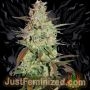 Shiskaberry Auto Marijuana Strain by Just Feminized For Sale Online at Cannabis Seeds Outlet
