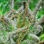 Cannabis Seeds Outlet Bubba Kush Auto Smoke Buds Weed Ganja Skunk Dope Pot Images Pics Nuggets