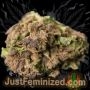 Just Feminized Shiskaberry Auto Smoke Buds Weed Ganja Skunk Dope Pot Images Pics Nuggets
