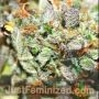 Shiskaberry Auto by Just Feminized THC Content Potency Strength CBD Height Yield Flowering Time Indica Sativa Genetics